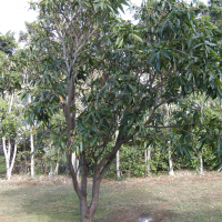 Mangifera indica (Manguier)