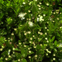 Myrtus communis (Myrte commun)