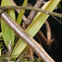 Trichocentrum splendidum (Oncidium)