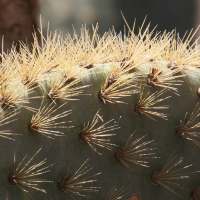 opuntia_galapageia2md