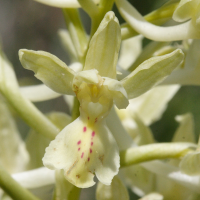 orchis_provincialis3md