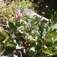 Paeonia mascula ssp. coriacea (Pivoine de Corse)