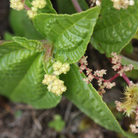 pilea_corymbosa4md