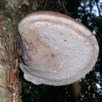 piptoporus_betulinus2md