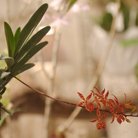 Renanthera monachica (Renanthera)