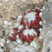 Sempervivum arachnoideum (Joubarbe aranéeuse)