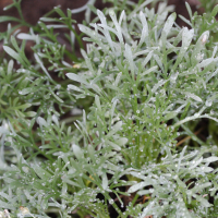 artemisia_umbelliformis3md (Artemisia umbelliformis)