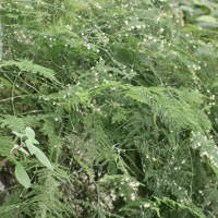 Asparagus plumosus (Asparagus)