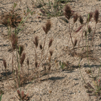 Bromus rubens (Brome rougeâtre)