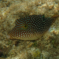 Canthigaster amboinensis (Canthigaster)