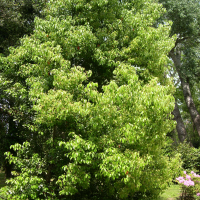 Cinnamomum camphora (Camphrier)