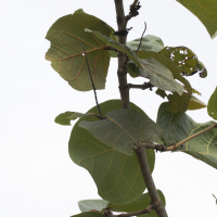 coccoloba_caravellae3md (Coccoloba caravellae)