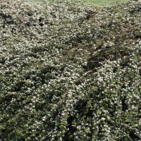 Cotoneaster dammeri (Cotonéaster)