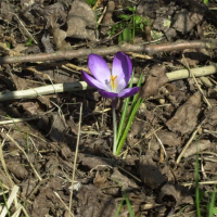 crocus_neapolitanus3md (Crocus neapolitanus)