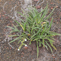 cynoglossum_borbonicum3md (Cynoglossum borbonicum)