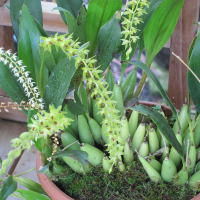 Dendrochilum longifolium (Dendrochilum)