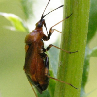 deraeocoris_ruber3md (Deraeocoris ruber)