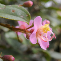 dichaetanthera_oblongifolia3md (Dichaetanthera oblongifolia)