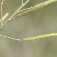 diplotaxis_tenuifolia5md (Diplotaxis tenuifolia)