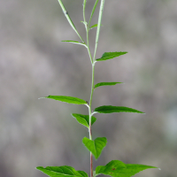 epilobium_montanum4md (Epilobium montanum)