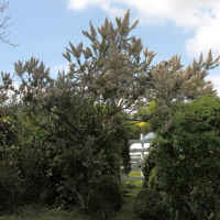 erica_lusitanica4bd (Erica lusitanica)