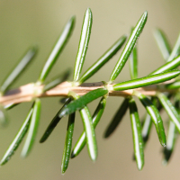 erica_vagans4md (Erica vagans)