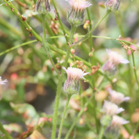 erigeron_acris3md (Erigeron acris)