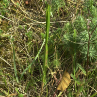 Genista sagittalis (Genêt ailé)