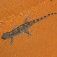 hemidactylus_mabouia3md