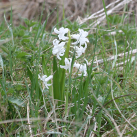 Hyacinthus orientalis (Jacinthe d'Orient)