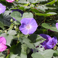 ipomoea_indica2md