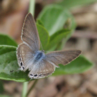 leptotes_pirithous7bd