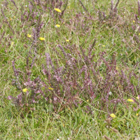 Odontites vernus ssp. serotinus (Euphraise tardive, Odontite tardif)