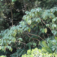 Piper auritum (Poivre mexicain)
