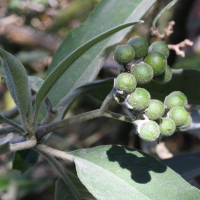 solanum_mauritianum3md (Solanum mauritianum)