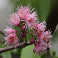 syzygium_cymosum4bd