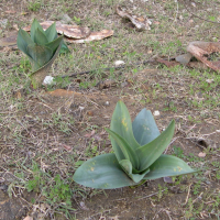 urginea_maritima2md (Charybdis maritima)