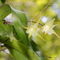 aeranthes_arachnitis2md (Aeranthes arachnites)