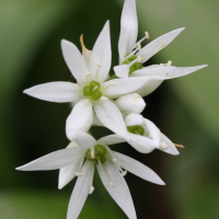 allium_ursinum3md (Allium ursinum)