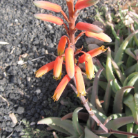 aloe_confusa2bd (Aloe confusa)