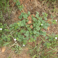 Althaea hirsuta (Guimauve hérissée)