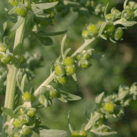 artemisia_absinthium2dmd (Artemisia absinthium)