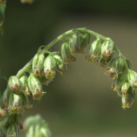 artemisia_vulgaris3bmd (Artemisia vulgaris)