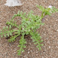 cakile_maritima4md (Cakile maritima)