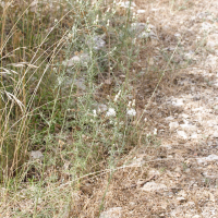 Centaurea leucophaea (Centaurée leucophée, Centaurée gris clair)