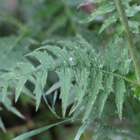 cirsium_erisithales5md (Cirsium erisithales)