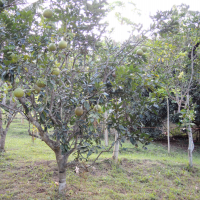 citrus_maxima3md (Citrus maxima)