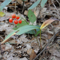 convallaria_maialis3bmd (Convallaria maialis)