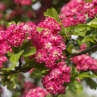 crataegus_laevigata_pauls_scarlet2md