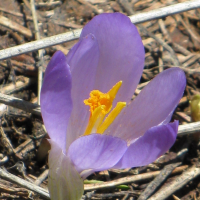 crocus_vernus3mv (Crocus vernus)